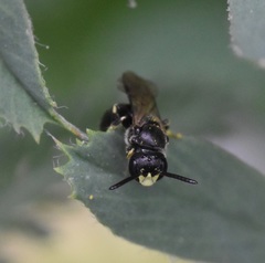 Hylaeus