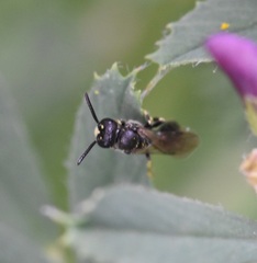 Hylaeus