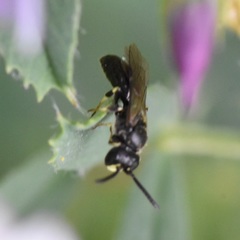 Hylaeus