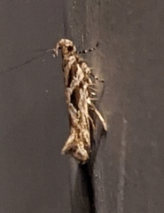 Aristotelia fungivorella