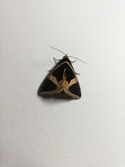 Fodina