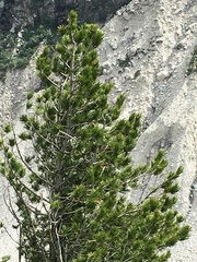 Pinus cembra