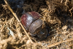 Heliocopris bucephalus