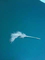 Andropogon glomeratus