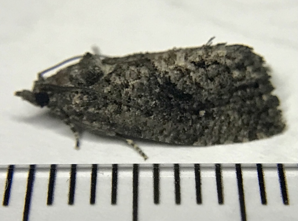 Dotted Ecdytolopha Moth