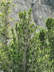 Pinus cembra