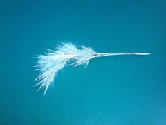 Andropogon glomeratus