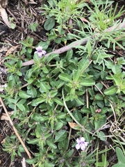 Dyschoriste microphylla