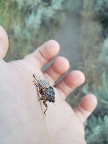 Sagebrush Cicada photo 5