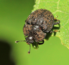 Atarphia fasciculata
