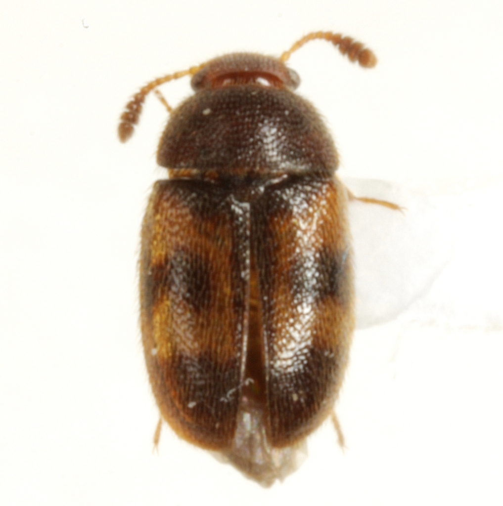 Paralitargus