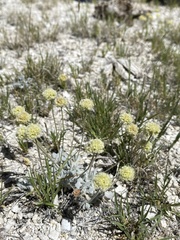 Eriogonum argophyllum