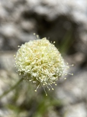 Eriogonum argophyllum
