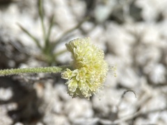 Eriogonum argophyllum