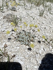 Eriogonum argophyllum