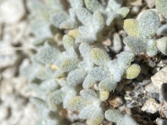 Eriogonum argophyllum