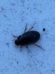 Hydrobius
