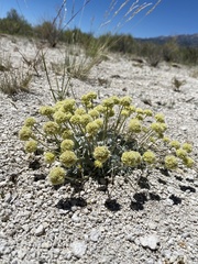 Eriogonum argophyllum