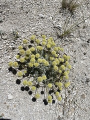 Eriogonum argophyllum