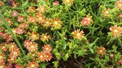 Delosperma multiflorum