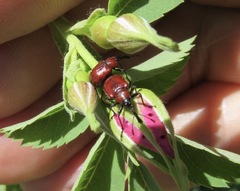 Merhynchites wickhami