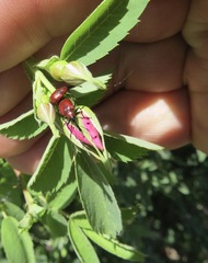 Merhynchites wickhami