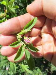 Merhynchites wickhami