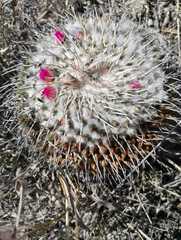 Mammillaria amajacensis