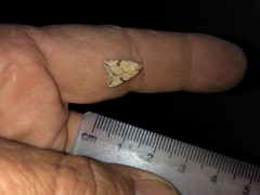 Micrathetis triplex