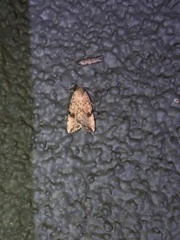 Micrathetis triplex