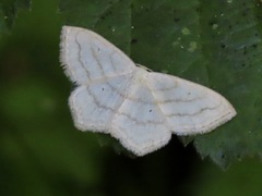 Scopula junctaria