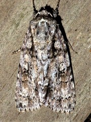Acronicta increta
