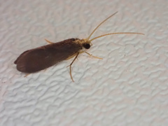 Nyctiophylax