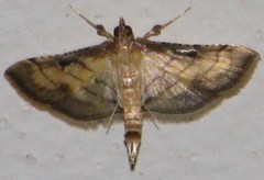 Cnaphalocrocis bilinealis