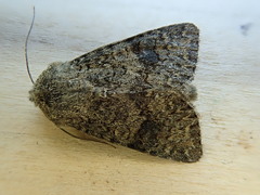 Anarta oregonica