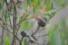 Asphondylia dodonaeae