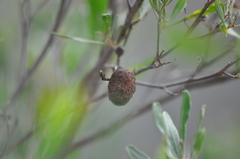 Asphondylia dodonaeae