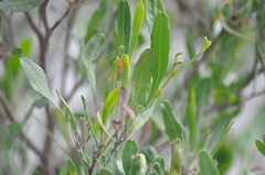 Asphondylia dodonaeae