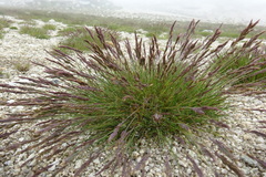 Festuca borderei