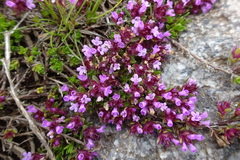 Thymus nervosus