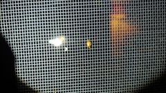 Agnocoris