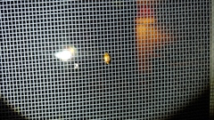 Agnocoris