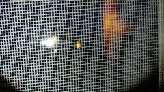 Agnocoris