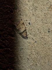 Cobubatha dividua