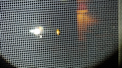 Agnocoris