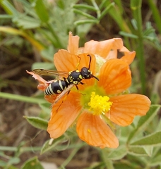 Stenodynerus anormis