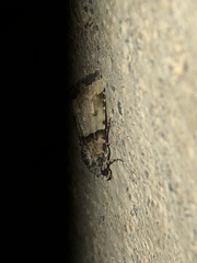 Cobubatha dividua