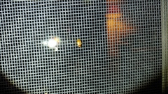 Agnocoris