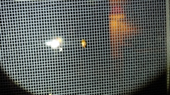 Agnocoris