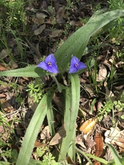 Tradescantia subacaulis